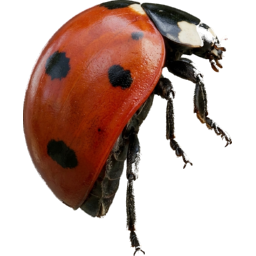 side